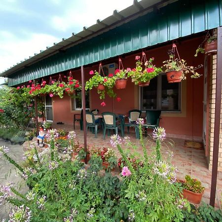 Bed and Breakfast Sud ,,Antal I Olga,, Skorenovac Экстерьер фото